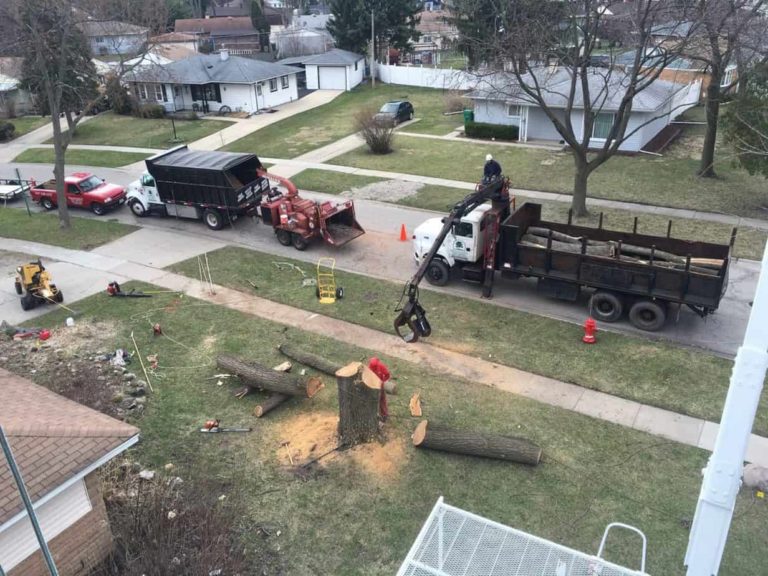 emergency tree removal 1 768x576