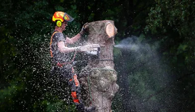 tree removal san leandro ca