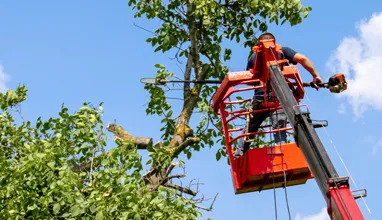 tree service san leandro ca