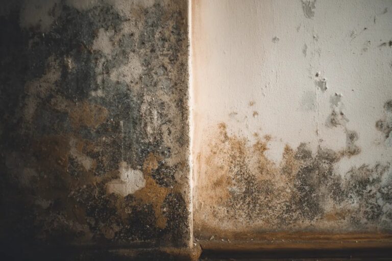 black mold removal deltona 768x512