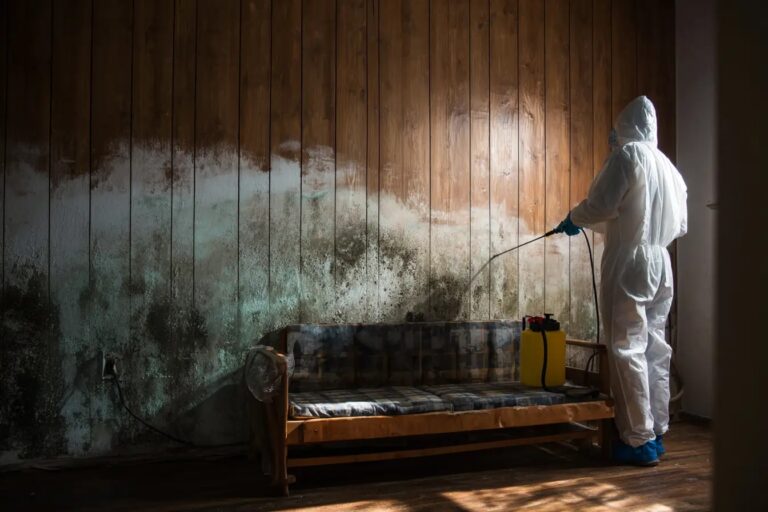 preventive mold removal solutions 768x512