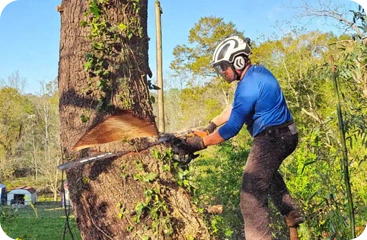 tree removal greenville sc