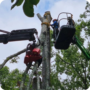 tree service greenville sc