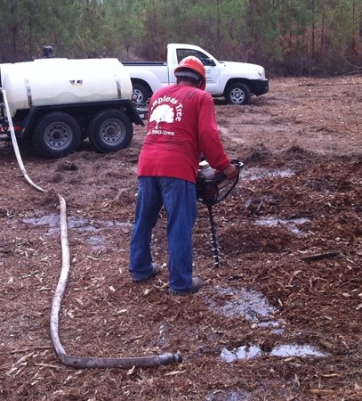 imgi 18 tree plant health care houston tx