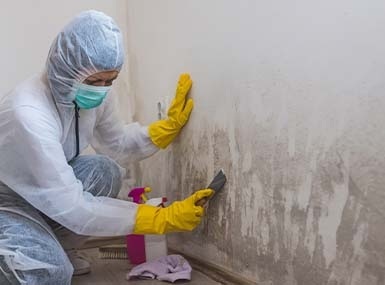 mold website page.2309180652056